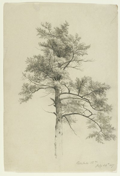 Tree Study, Catskill Mountains, New York by Asher Brown Durand